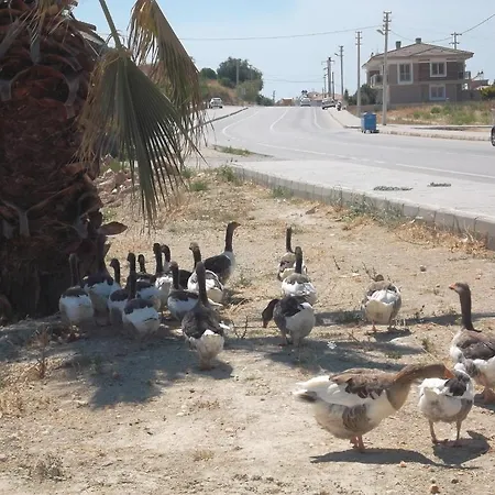 Lägenhetshotell Godik