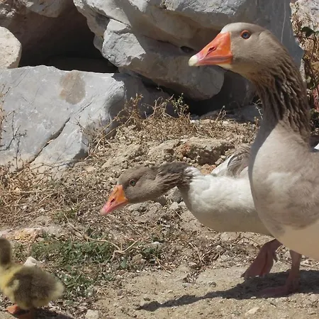 شقة فندقية Godik *
