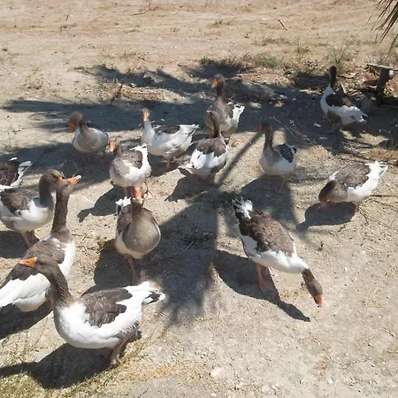 Lejlighedshotel Godik